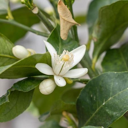 Agriturismo Pozzo Fiorito Castiglione Delle Stiviere Eksteriør bilde